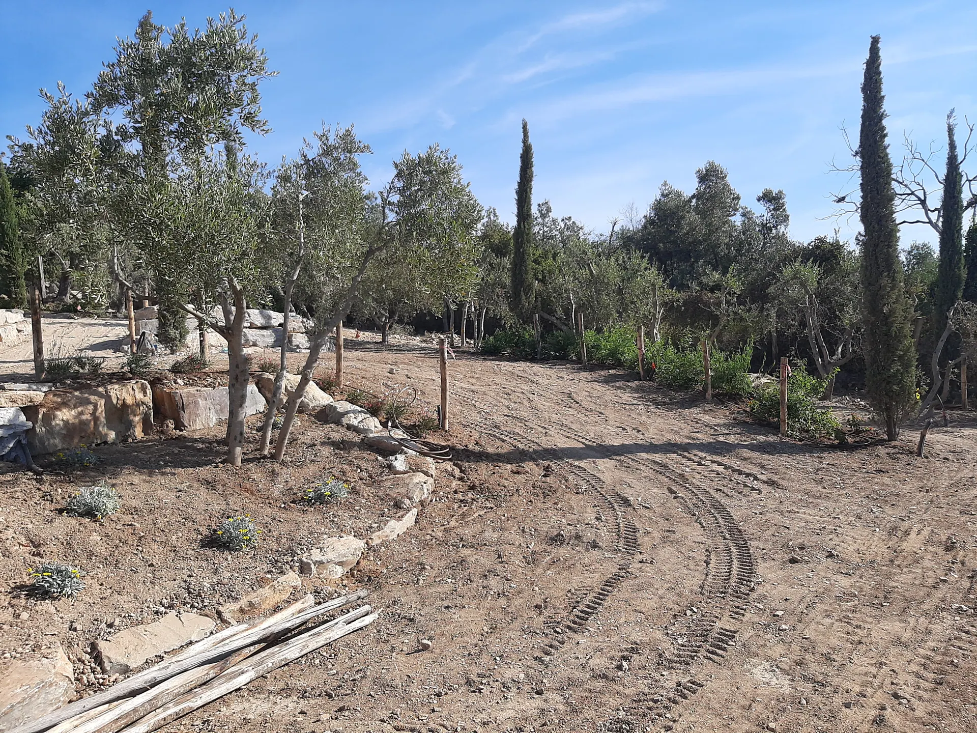 Cantiere tra gli ulivi a Villa Mussio: terreno appena lavorato, segni dei mezzi e cipressi sullo sfondo