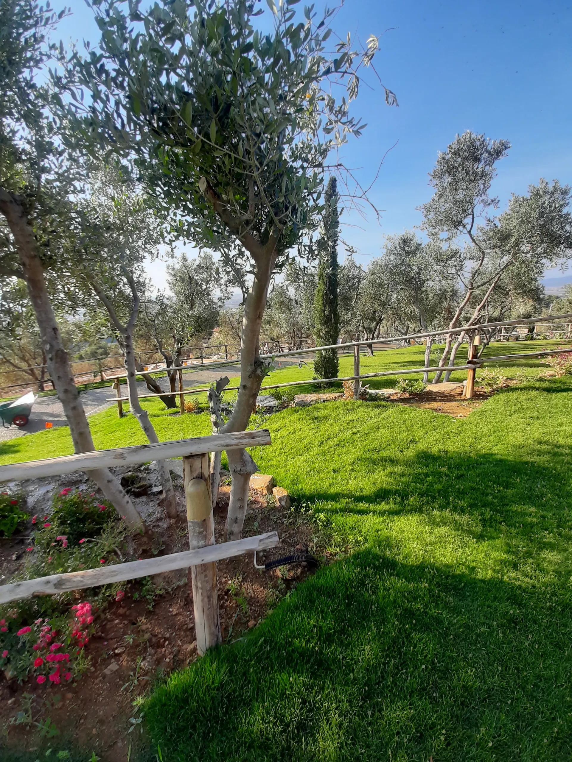 Il prato di Villa Mussio a lavoro finito, tra gli ulivi, con la staccionata e i fiori