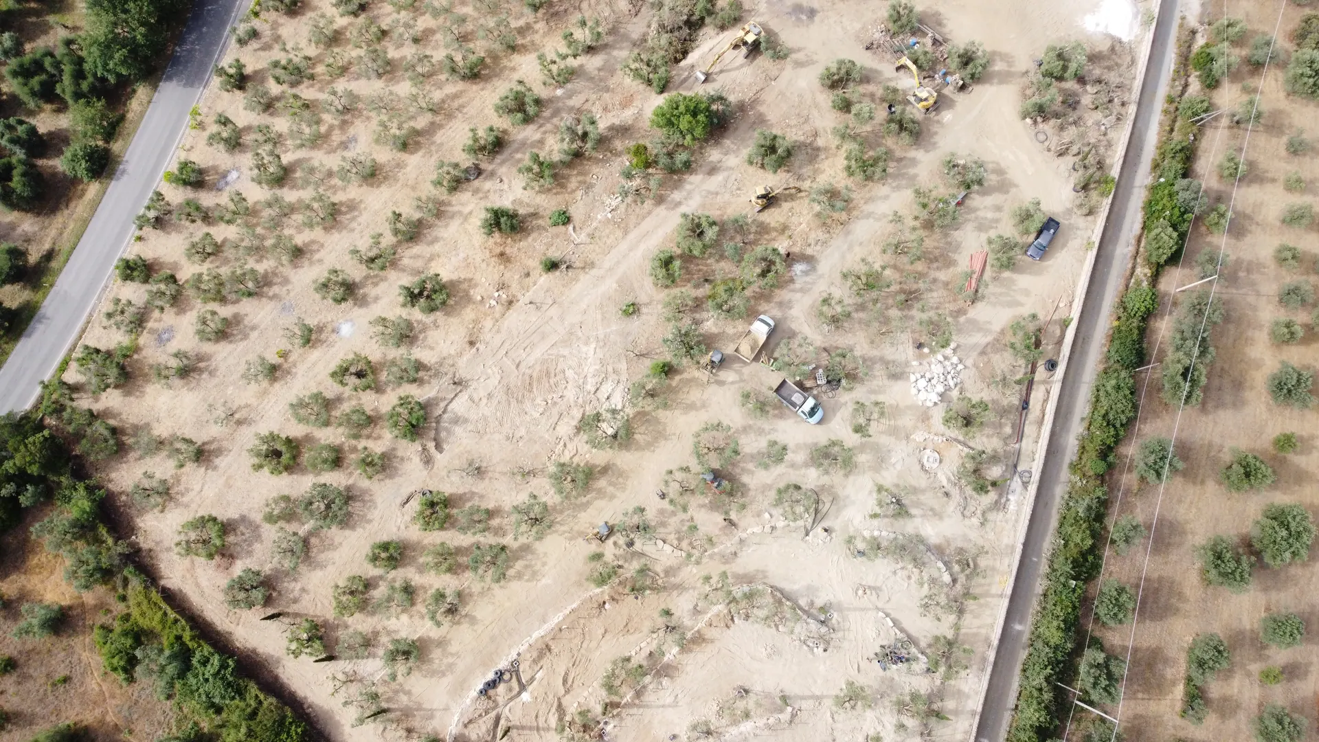 Il parco di ulivi di Villa Mussio visto dal drone durante i lavori