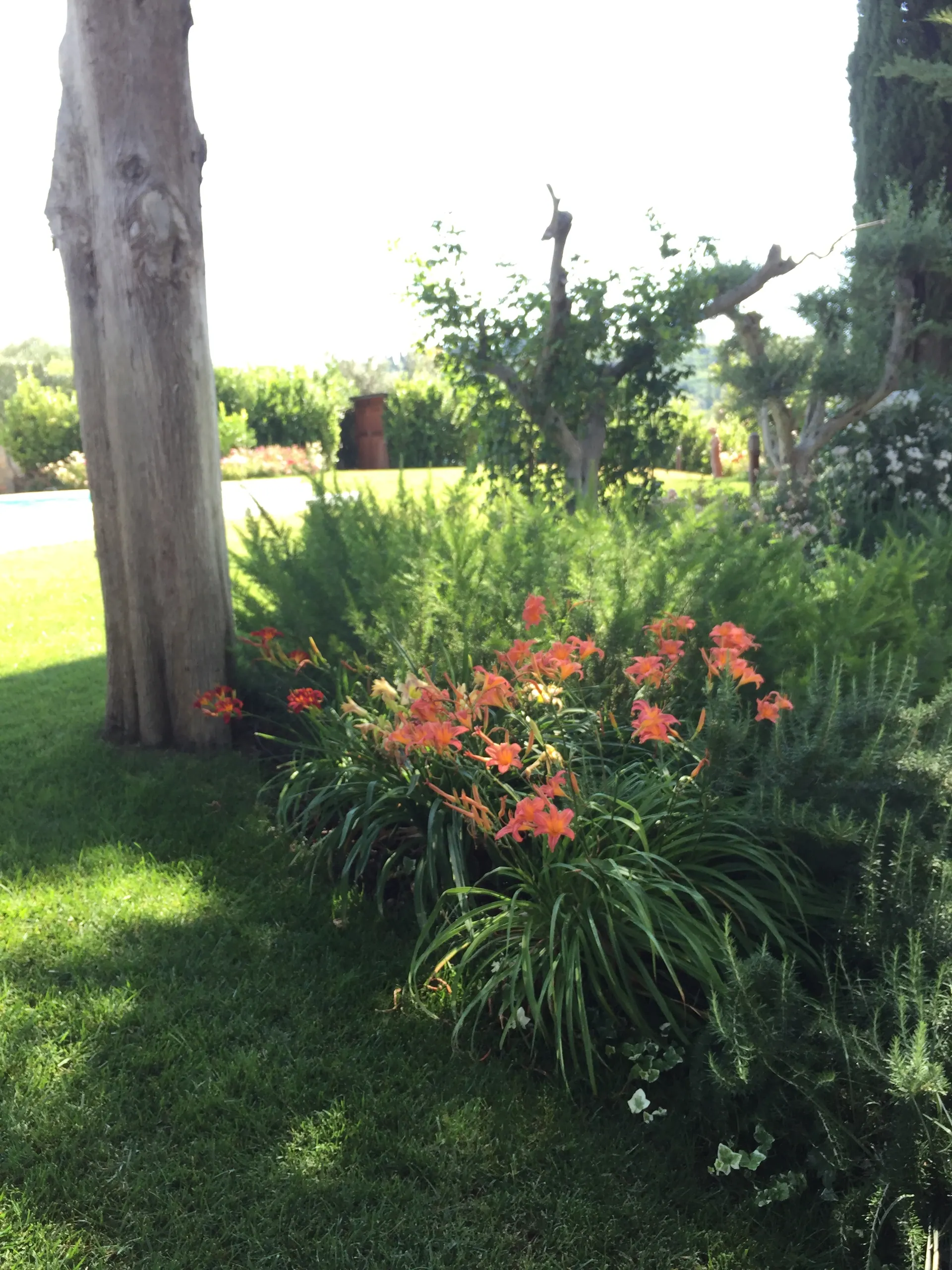 Il prato finito e le aiuole in fiore